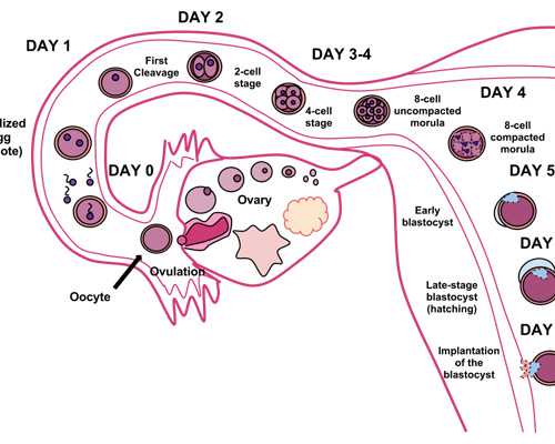 试管婴儿前多泡脚有好处  试管婴儿移植前后可以泡脚 试管代生多少钱