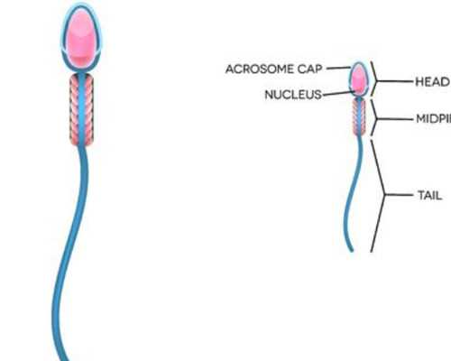 不看不知道,妈妈常用小不点奶瓶优缺点一览 供卵助孕知识培训机构