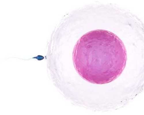 百立乐孕妇奶粉好不好（百立乐孕妇奶粉基本信息） 代孕试管包性别